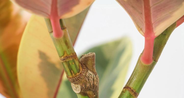 橡皮树是木本植物吗（探究橡皮树的分类和特性）