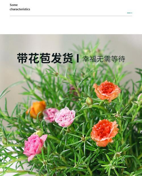 向日葵花的水养方法（向日葵的生长需要注意什么）