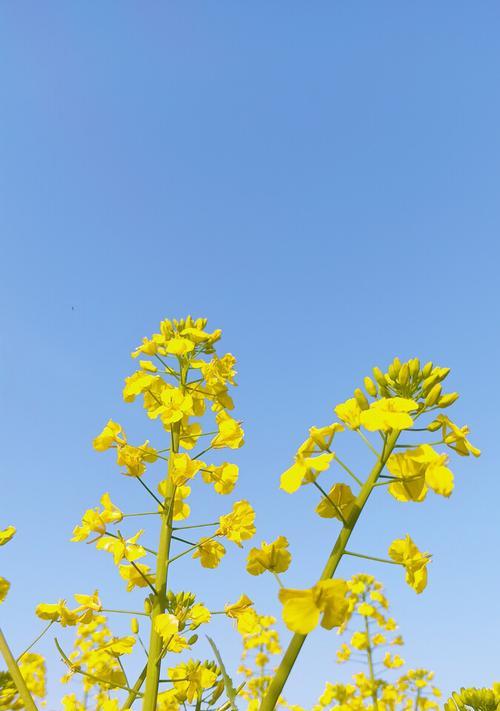 油菜花花语（探秘油菜花的花语）