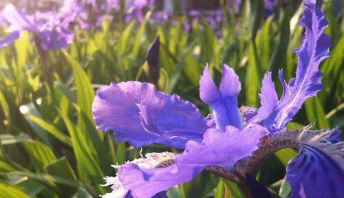 鸢尾花（以美丽之花寄托情感）