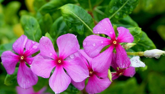 长春花的花语与含义（揭示长春花背后的秘密）