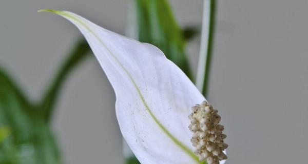 植物白掌的花语及其意义（探寻白掌花语的深意）