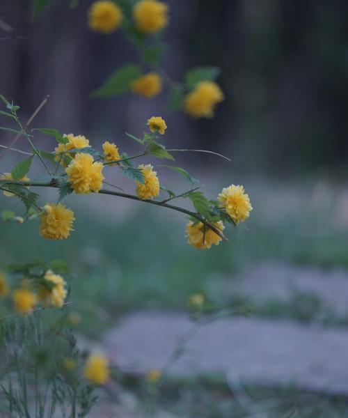 重瓣棣棠花花语与寓意（美丽）