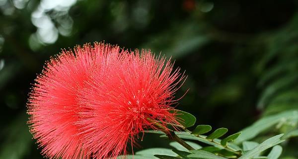 朱樱花之美——花开如火（传递爱与希望的朱樱花）