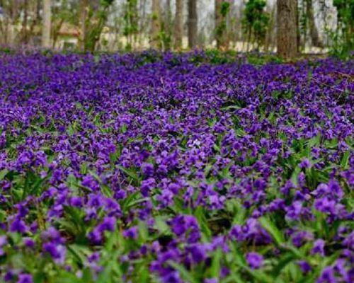 紫花地丁花语（探索紫花地丁的花语寓意及其神奇魅力）