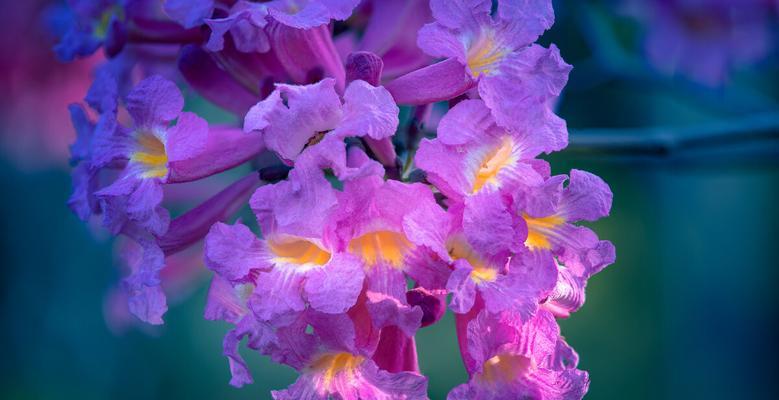 紫花风铃木的花语和寓意（探索紫花风铃木的隐藏花语）