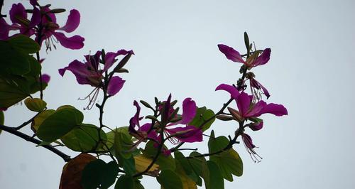 紫荆花的花语和寓意（探究紫荆花的象征意义及文化传承）