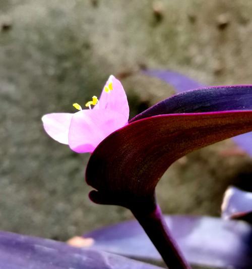 紫竹梅花语——寄托深情的花朵（赏析紫竹梅花语的含义和美丽）