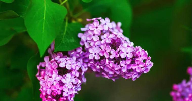 丁香花的花语之美（揭示丁香花背后的神秘语言）