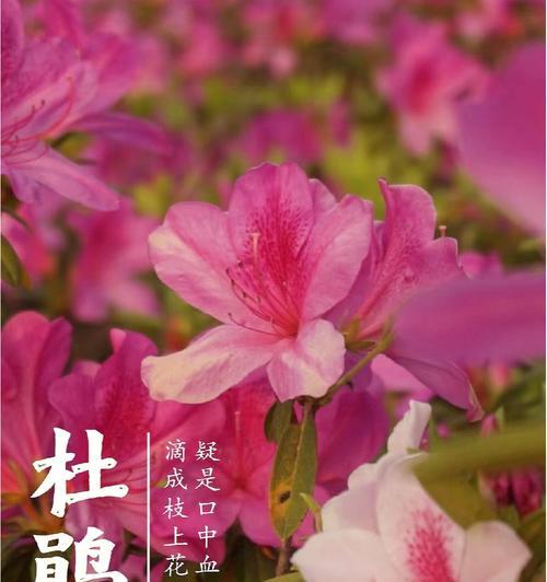 杜鹃花的花语和寓意（探寻杜鹃花的美丽花语及其象征意义）