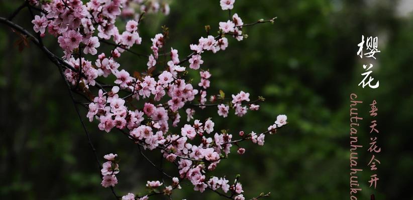 枫叶的花语与寓意（赏枫叶）