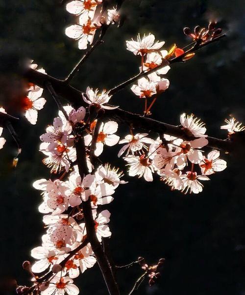 红叶李花语解读（美丽的红叶李传递的花语和象征意义）