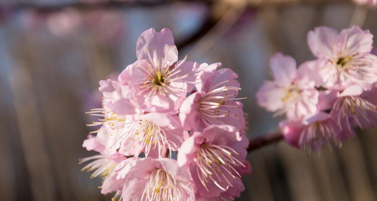 红叶樱花花语（探寻红叶樱花的花语与意义）