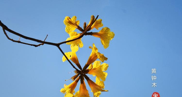 黄花风铃木的花语（黄花风铃木花语的含义及象征）