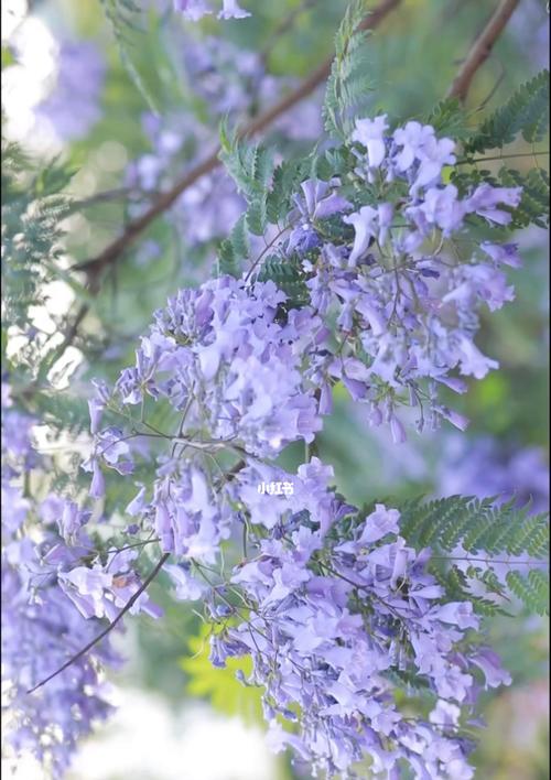 蓝楹花的花语与象征意义（探寻蓝楹花背后的深意）