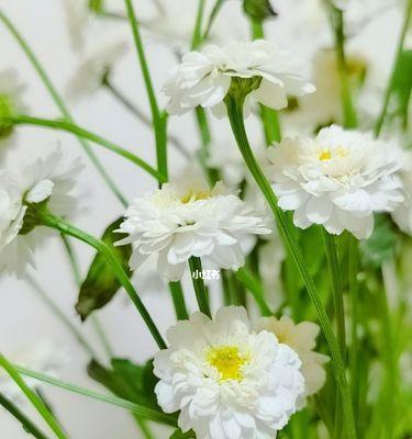 洋甘菊的花语与寓意（探索洋甘菊花语的深层含义）