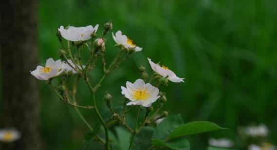 野蔷薇花语与人生哲理（野蔷薇的悲壮坚韧）