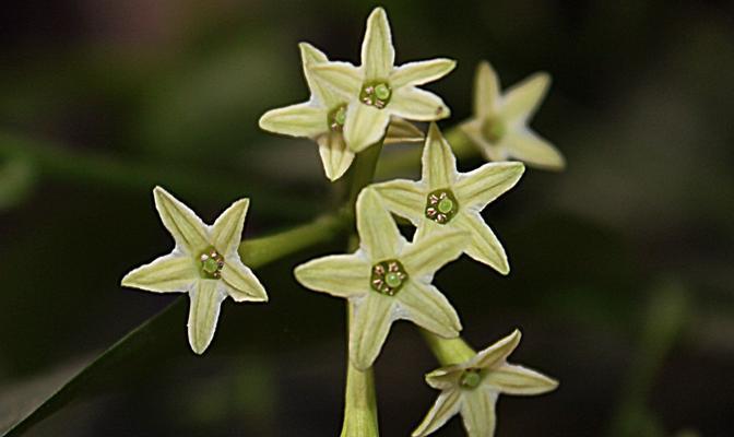 夜来香的花语及其象征意义（探寻夜来香的美与内涵）