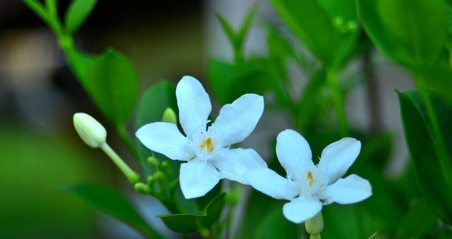 夜来香的传说与花语之谜（揭秘夜来香花语的历史与神秘）