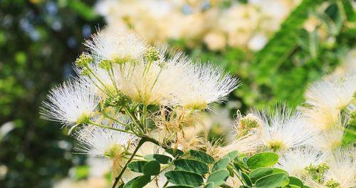 银合欢传说——花开如银，如梦如幻（传奇背后的花语与寓意）