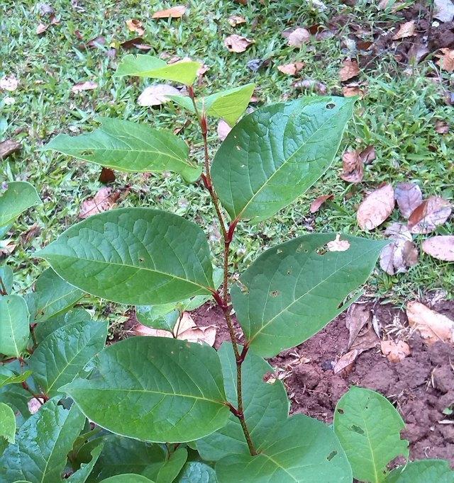 探秘虎杖开花之美（虎杖开花的神奇之处）