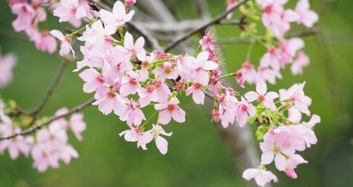 樱花盛放花开寄托（春天的使者诗意的花海）