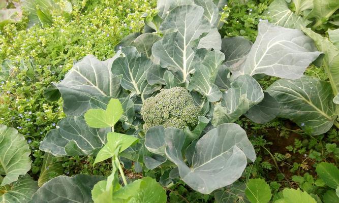 花菜的生长环境与地方条件（探寻花菜生长的奥秘）