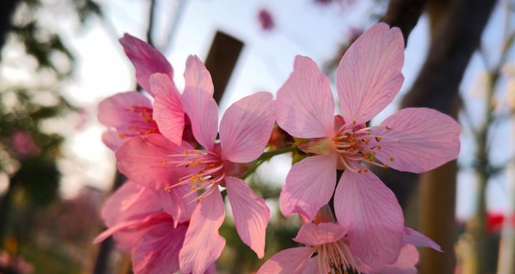 樱花的花语（探寻樱花的花语）