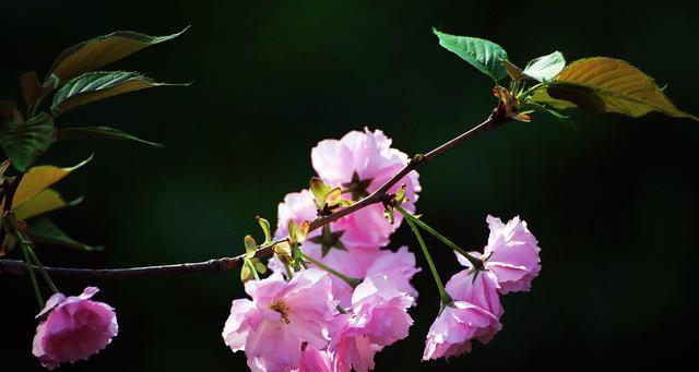 樱花花语的魅力（探寻樱花花语的深层含义）