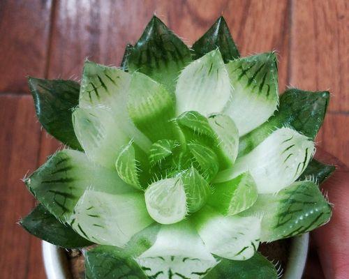 樱水晶花语之美——花开花落，流转无尽的生命之美（探寻樱水晶花语的深层寓意和意象）