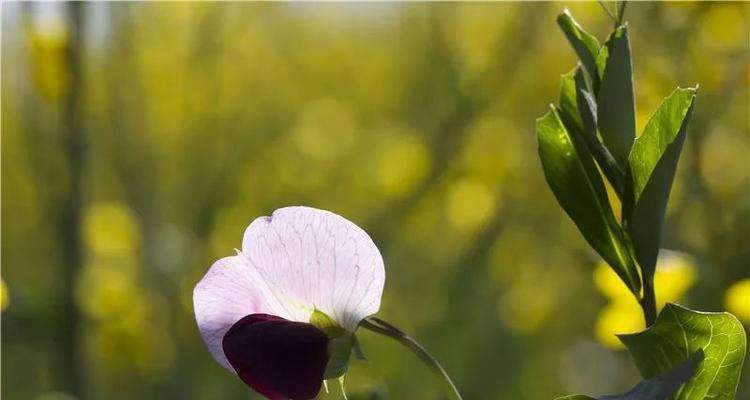 油菜花的花语与寓意（春天的黄金）