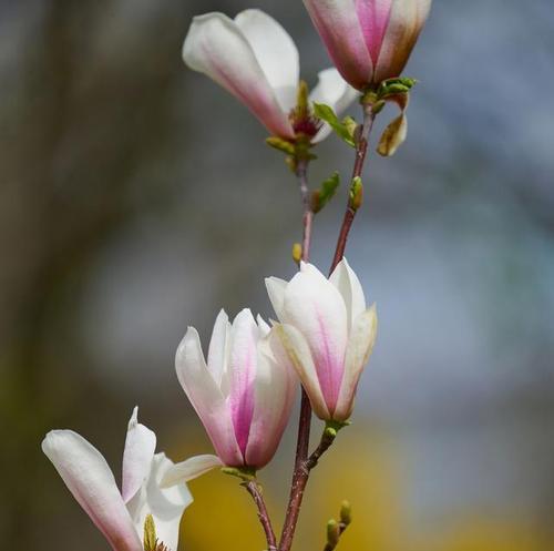 玉兰花之美（探索玉兰花的美丽意义与内涵）