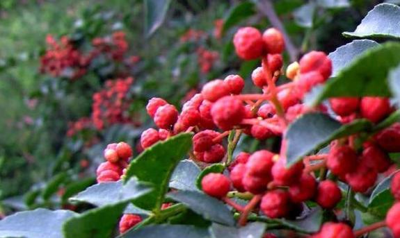 花椒几年结果实的生长特点（从种植到结果实）