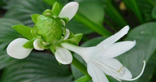 以玉簪花的花语——纯洁与美丽的象征（玉簪花的含义及其传承）