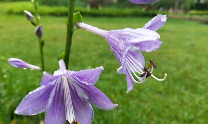 以玉簪花的花语及寓意（传承百年的美丽与祝福）