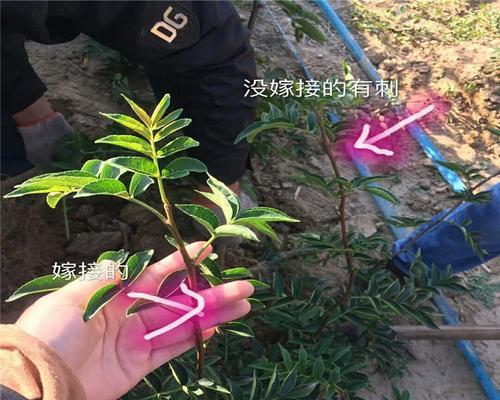 花椒树嫁接方法详解（掌握嫁接技巧）