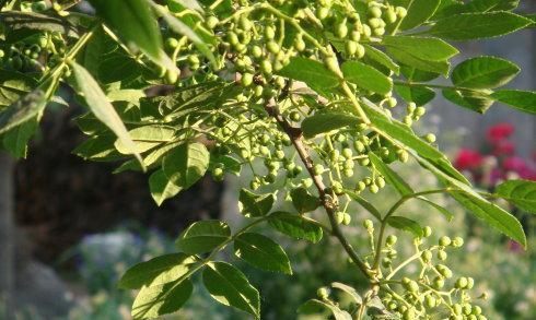 种花椒树，让家门口更有生活气息（打造小区绿化）