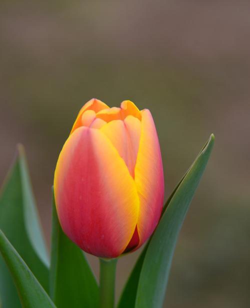 郁金香花的寓意及其文化影响力（探索郁金香的象征意义和历史影响力）