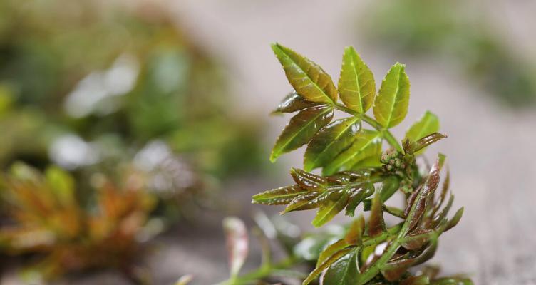 花椒芽接的最佳时间和技术方法（掌握正确的接穗选择和接穗技巧）