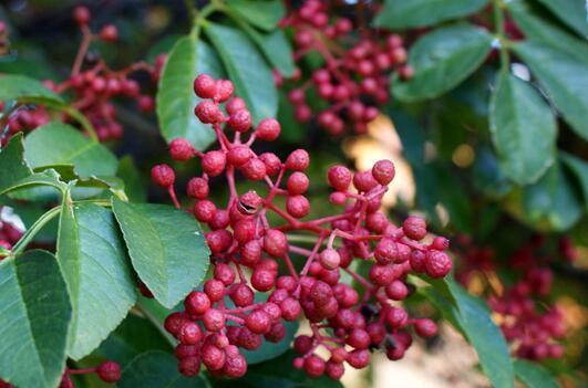 如何选择合适的肥料让花椒茁壮成长（了解花椒的肥料需求）