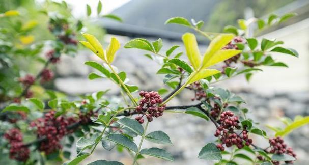 如何种植花椒种子（掌握关键步骤）