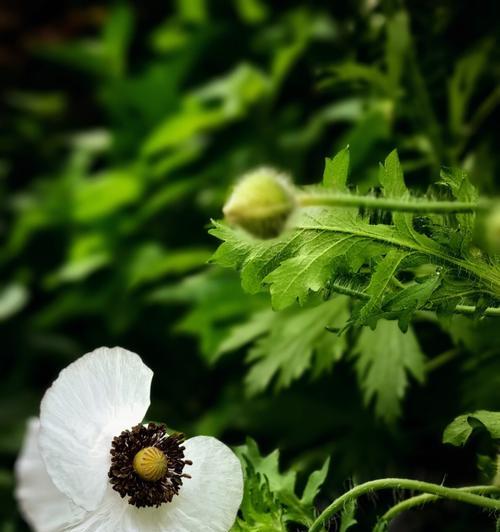 以云实的花语与文化背景（探索云实花的深层内涵与历史渊源）