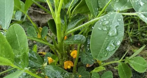 花生种植指南——最佳种植月份和注意事项（全年花生种植周期规划）