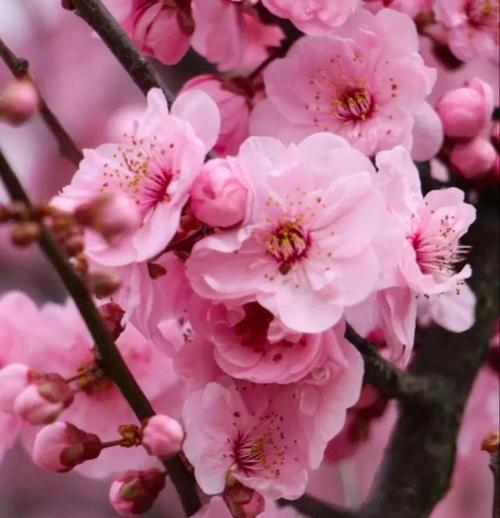 以竹夹桃花的花语之美（春日竹林）