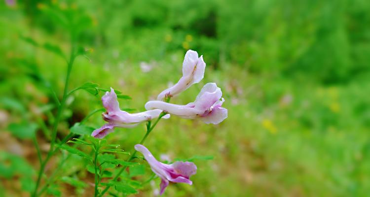 紫堇的花语与传说（探寻紫堇之美）