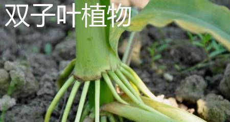 花生是单子叶植物，你知道为什么吗（探究花生的生物学特征和分类）