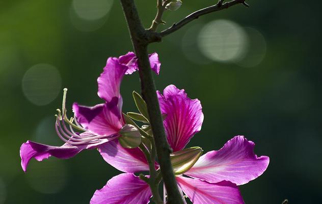 宫粉紫荆花的花语与意义（揭示宫粉紫荆花的深层含义）