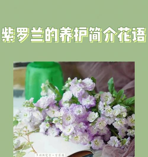 紫罗兰的花语和传说（揭秘紫罗兰的神秘之美）