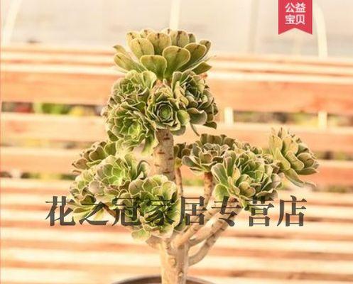 花是植物吗（探究花卉植物的真正面目）