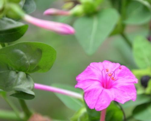 紫茉莉花语的含义与传承（探索花语中的神秘力量及其文化意义）